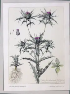 chalcographie du louvre, chardons, estampe pochoir, jacomet